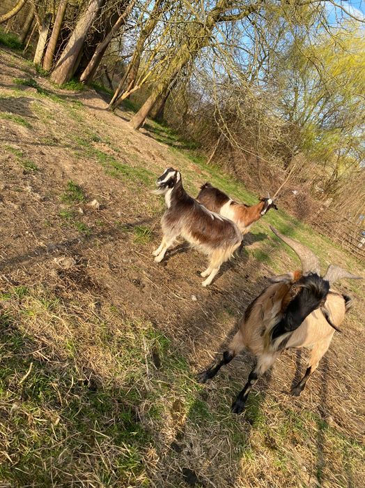 Vând capre cu iezi și care trebuie să fete