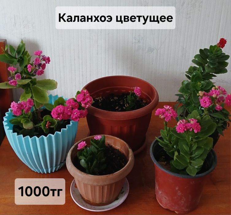 Комнатные растения