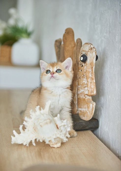 Британские котята шиншилла