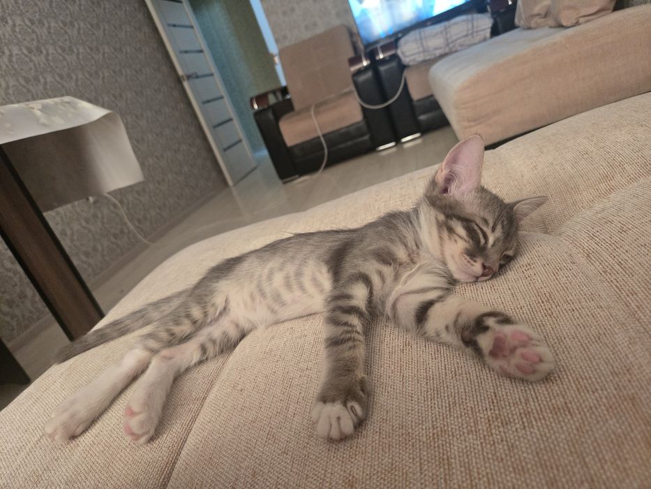 Мои сладкие котятки