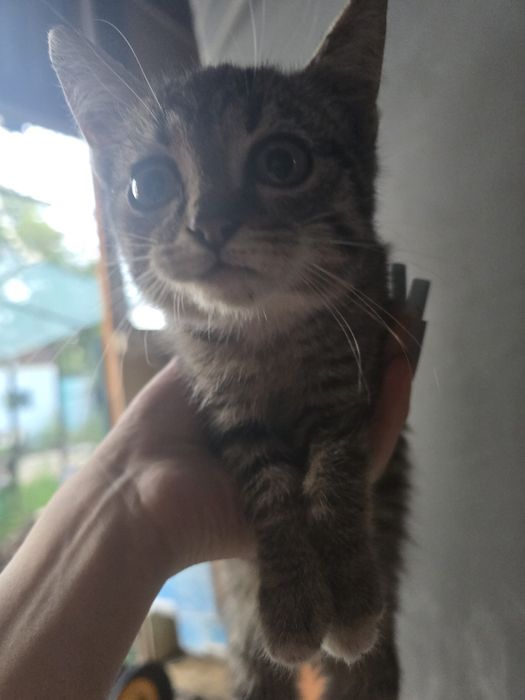 Отдам котят в добрые ручки
