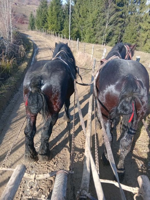 Doi armăsari de vânzare   3 și 6 ani