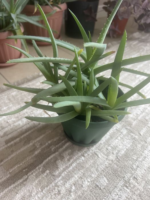 Алоэ разного влзраста продаю