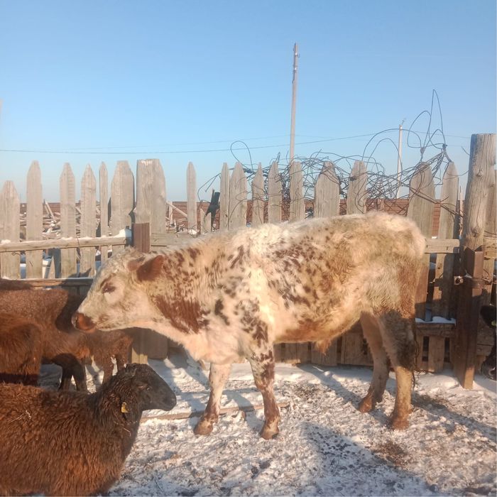 Продаются бычки