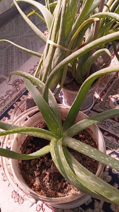 Лечебный алоэ сатылады