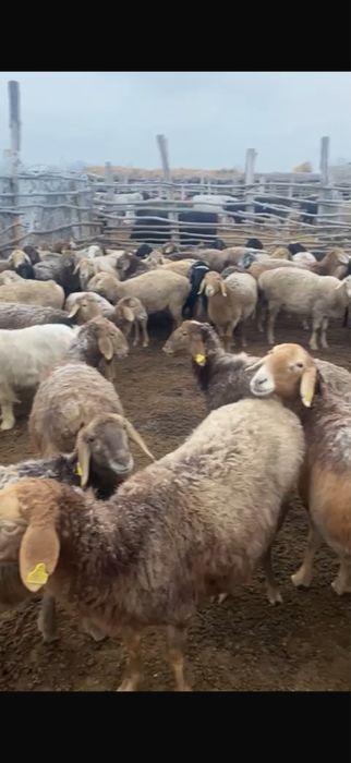 Продам баран оптом