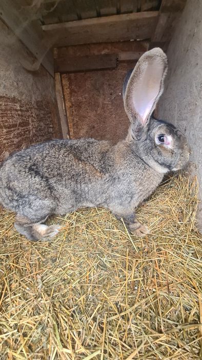 Iepuri Uriasi German