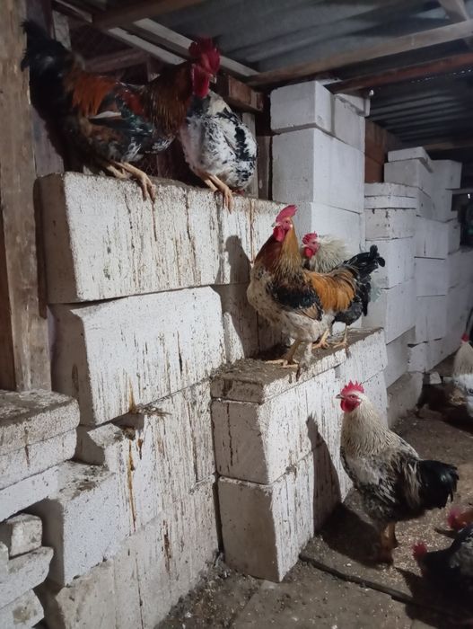 Продаю молодых петухов 6000тг