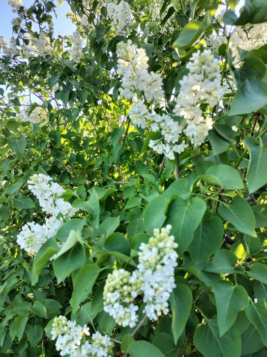 Продам рассаду сирени