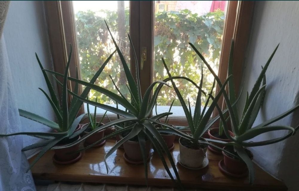 Продам лечебное алоэ вера