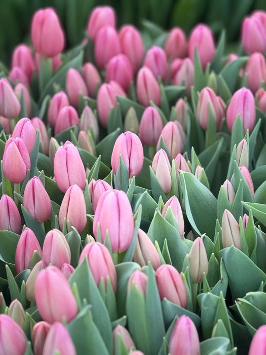 Тюльпаны оптом Алматы(область)