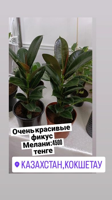 Фикус в наличии:4500 тенге