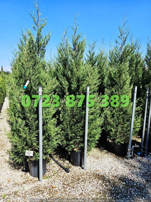 Arbori Ornamentali Rezistenți – Transport Rapid în Siguranță Deplină