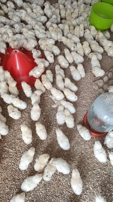 Lamon Sendi 10 kunlik