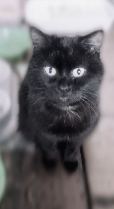 Отдам кошечку мышеловку