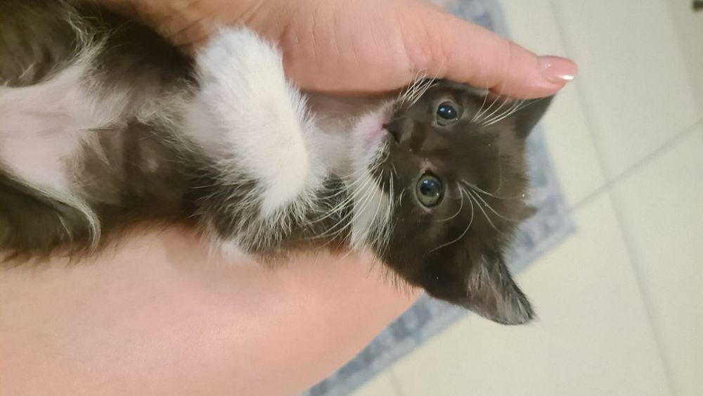 Котята в хорошие руки