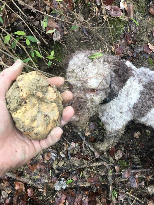 Donez catei pentru trufe