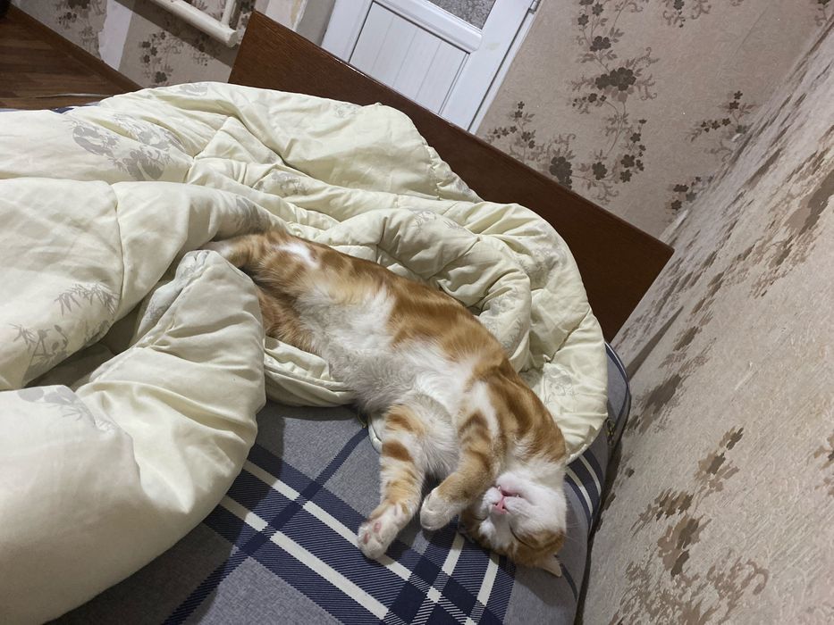 Отдам даром в хорошие добрые руки ,,Рыжик’’