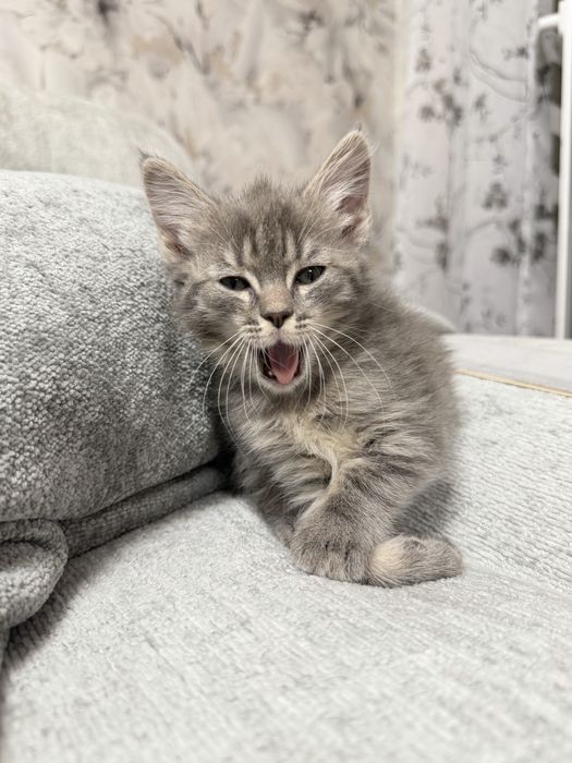 Отдам девочку котенка бесплатно