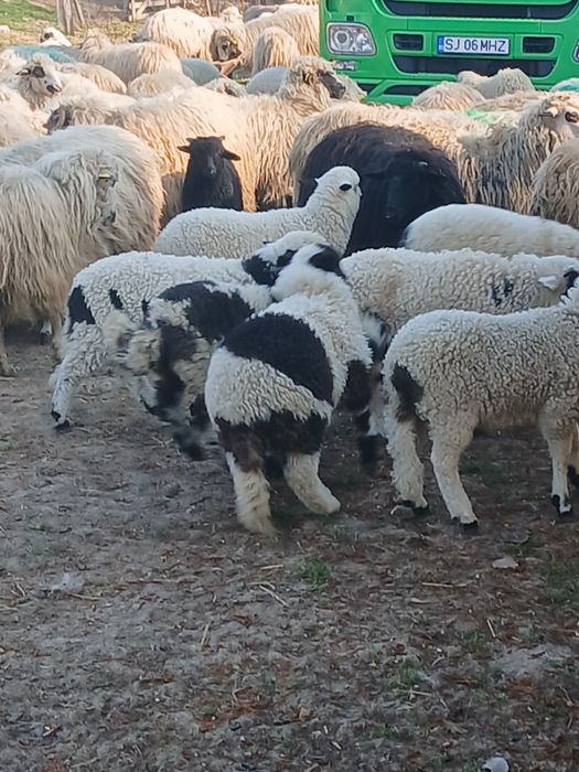 Vind 103 oi cu miei mari și frumoși