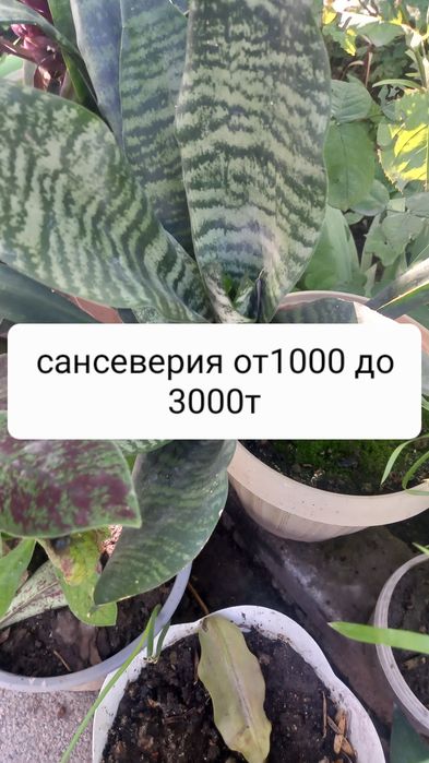 Продам недорого цветы