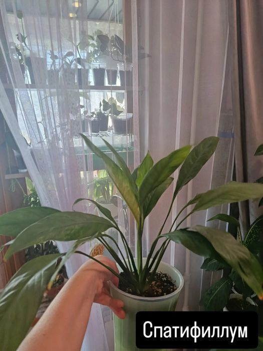 Продам комнатные цветы