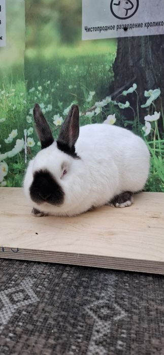 Кролики  породистые