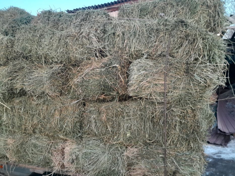 Продам тюки люцерна