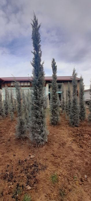 Арча. Кипарис Аризона.