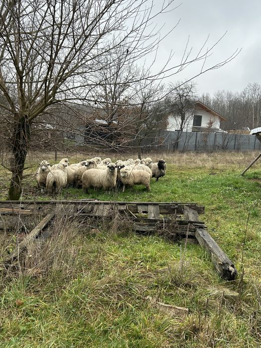 Vand oi miori stramiori si miele de anul trecut