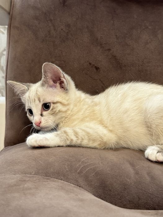 Котенок девочка