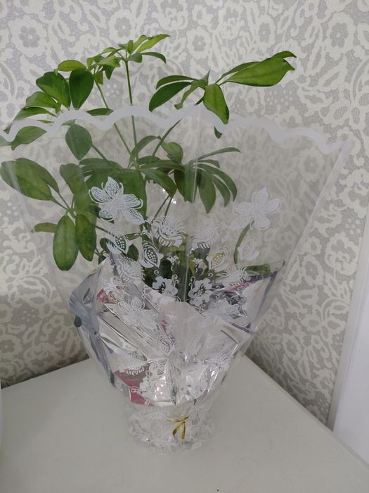Цветы комнатные  , шефлера