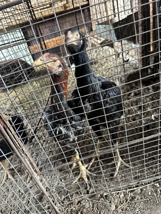 Продам петухи кореец молодые