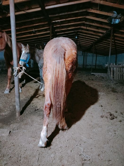 Тай кунан ат жылкы