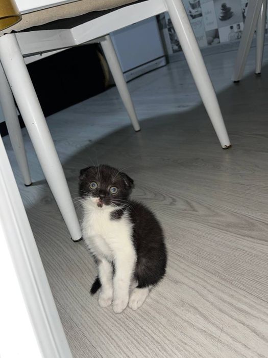 скотиш фолд мушуги