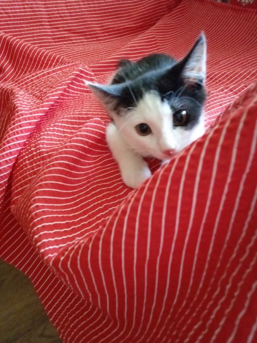 Котенок отдаем.