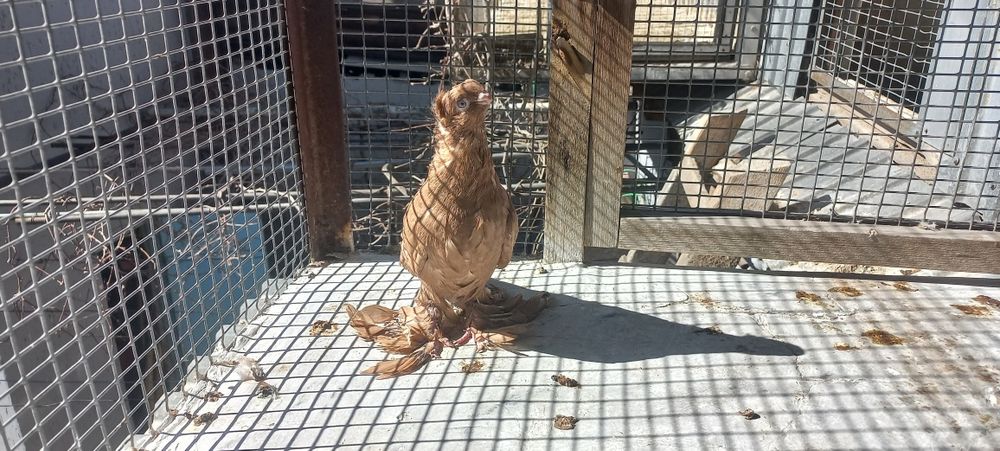 Голуби на продажу город Шымкент