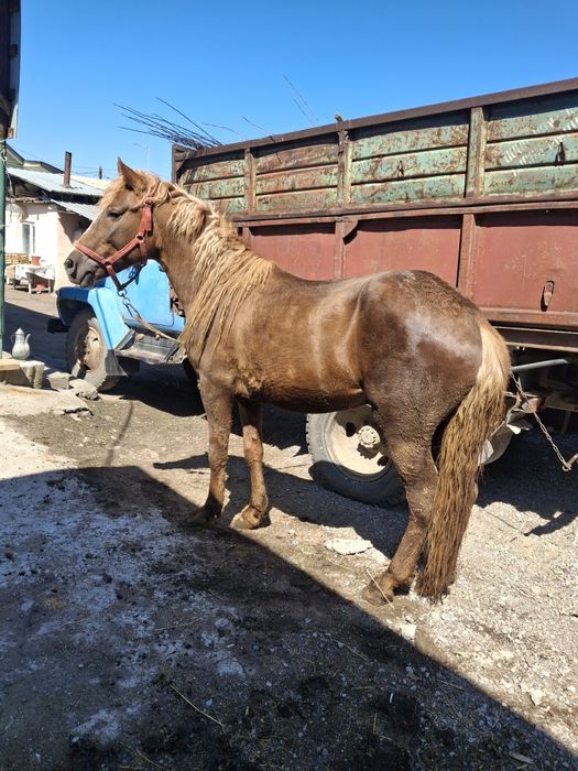Продам жеребца срочно
