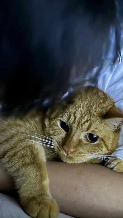 Отдаем кота в добрые руки.