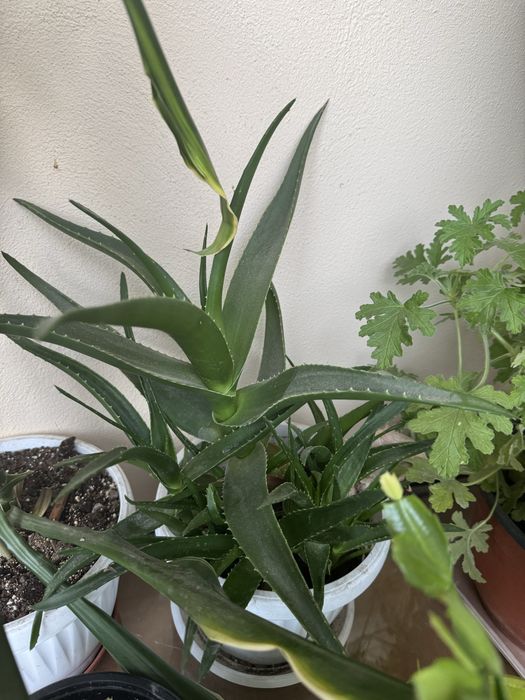 Алое вера в саксия