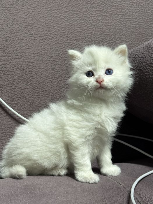 Крысыловка  котенок