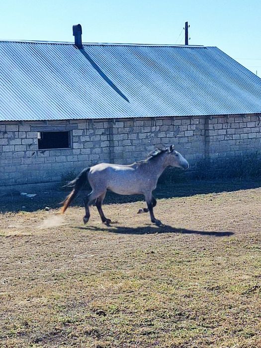 Продам коня самец