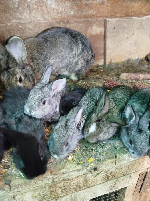 Iepurași de vânzare