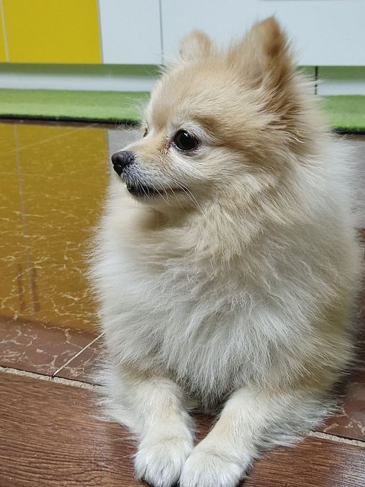 Продается собачка