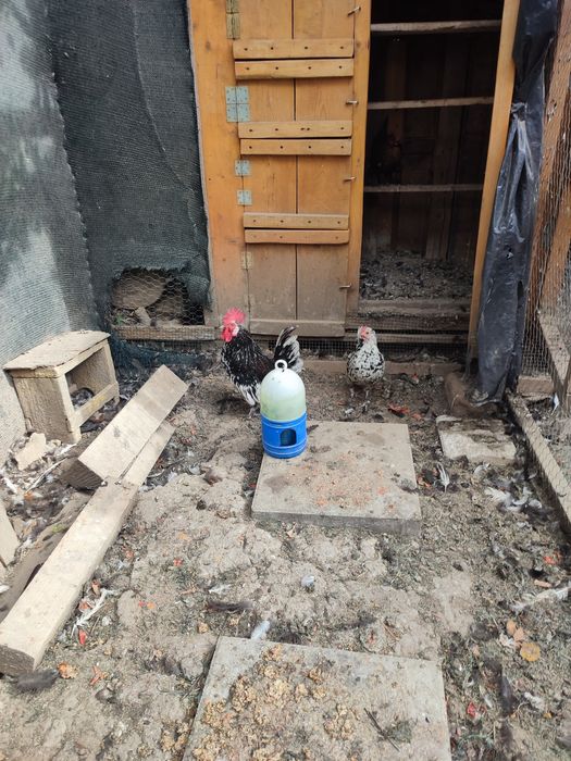 Pereche găinușă pitică cocoș+găină