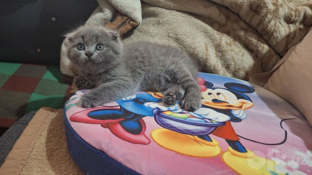 Шотландские вислоухие котята Фолд