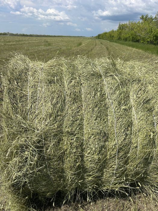 Продам сено житняк