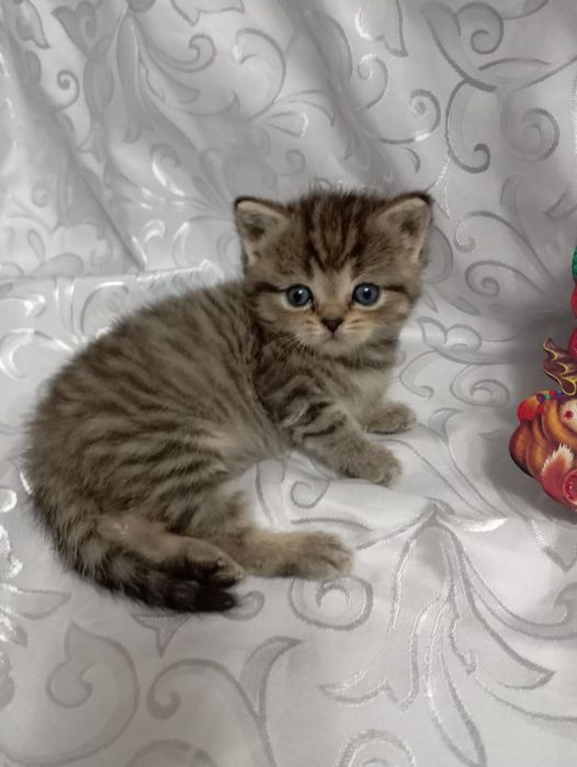 Продаю котят очень милые