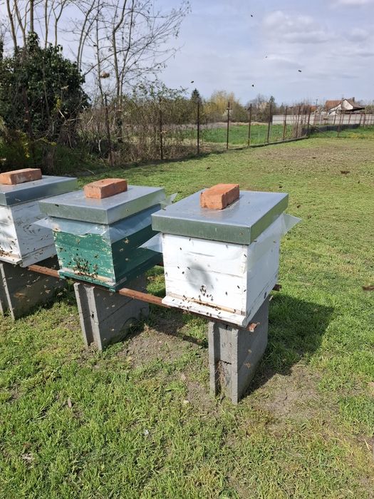Familii de albine si roiuri Arad