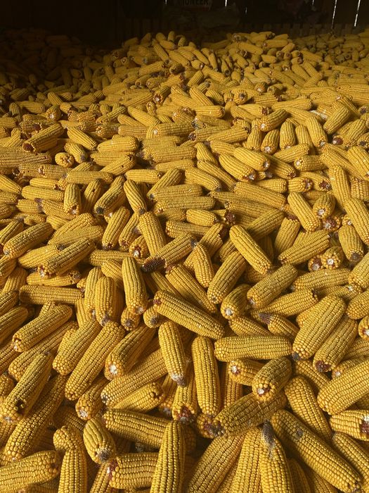 Vand borumb boabe sau stiulete